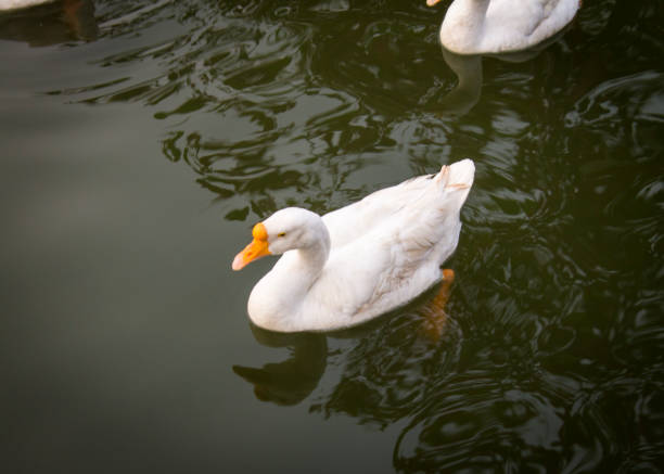 istock Group of white ducks swimming in lake 1206456874