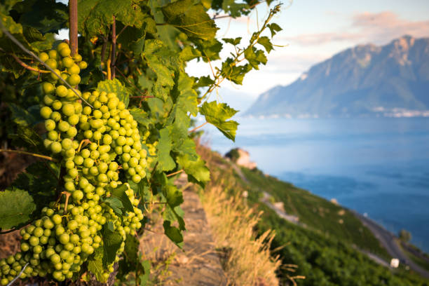 Grapes in Lavaux stock photo