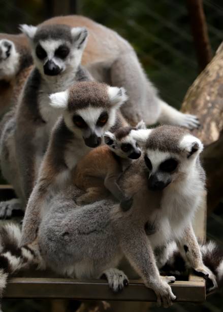 istock Baby Ring-tailed lemur, Lemur catta 1206457815