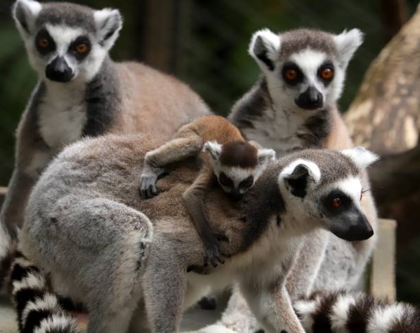istock Baby Ring-tailed lemur, Lemur catta 1206459619