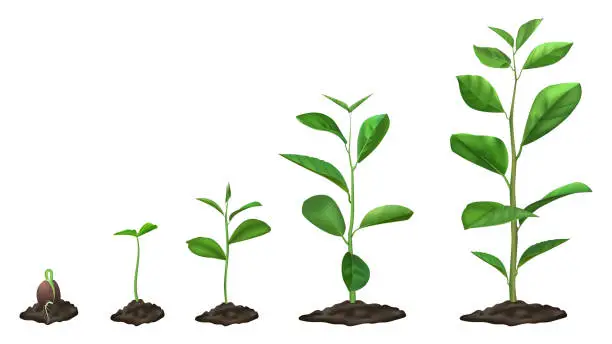 Vector illustration of Realistic plant growth stages. Young seed growing in ground, green plants in soil, spring sprout blooming stage, isolated vector illustration set
