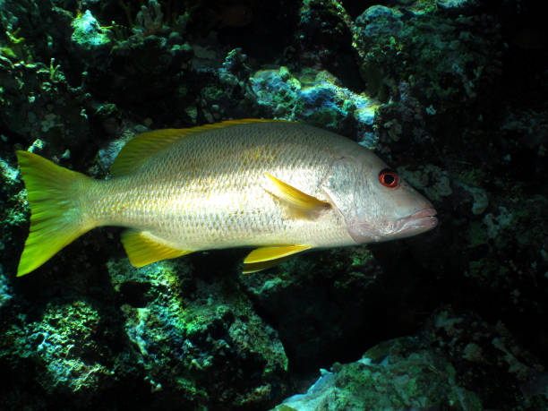 istock One spot snapper (Lutjanus monostigma) Taking in Red Sea, Egypt. 1206469173