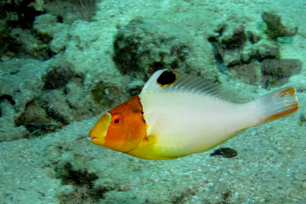 istock Juvenile Bicolor parrotfish (Cetoscarus bicolor). Taken in Red Sea, Ehypt. 1206469972