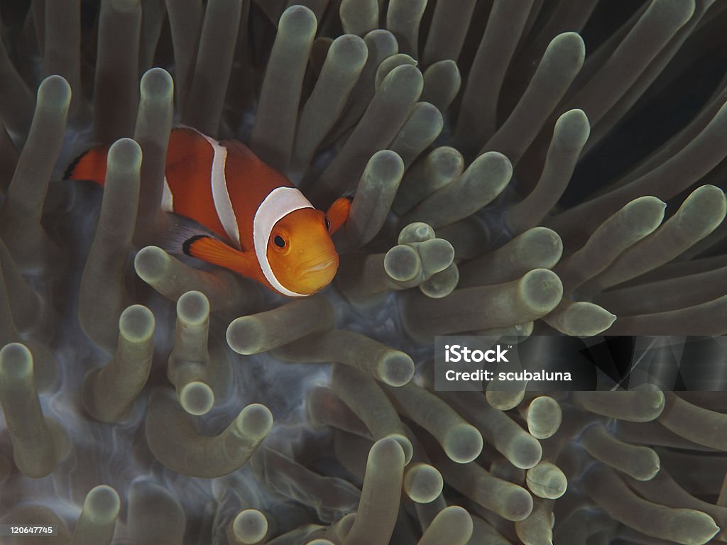 Falsa palhaço Nemo (Amphiprion ocellaris palhaço - Foto de stock de Amphiprion Percula royalty-free