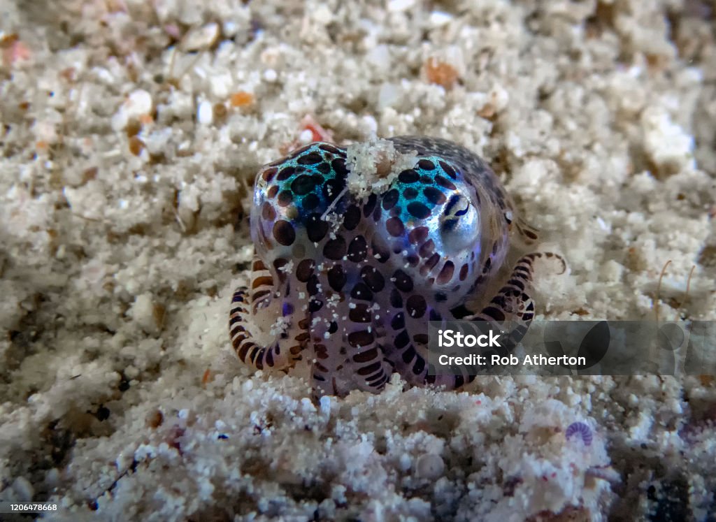 A tiny Bobtail Squid (Sepiolida sp.) on the sea floor Anilao Stock Photo