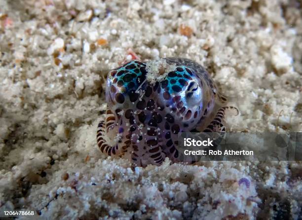 A Tiny Bobtail Squid On The Sea Floor Stock Photo - Download Image Now