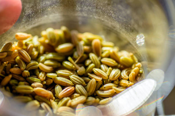 semillas de anigranda dentro de la tetera de vidrio que se está elaborando para una bebida saludable - fennel fotografías e imágenes de stock