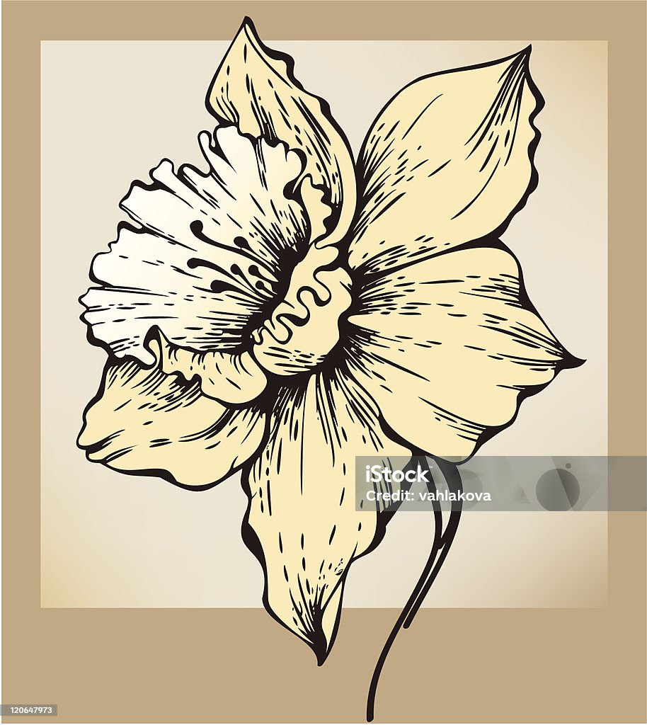 Flores de Narciso - Royalty-free Amarelo arte vetorial