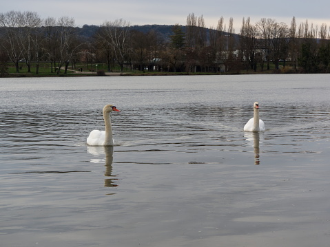White swans swimming on the Moselle in France