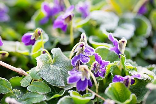 Flowers of violets blooming in spring after a frost night