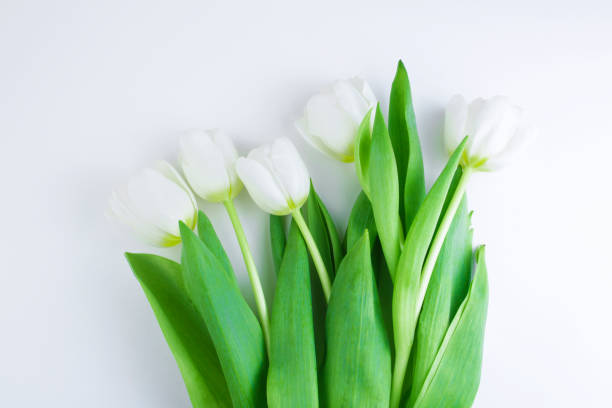 istock White tulips on a white background. Congratulation concept card for Women's Day, mother's day, spring flowers, banner, greeting. Copy space 1206481663