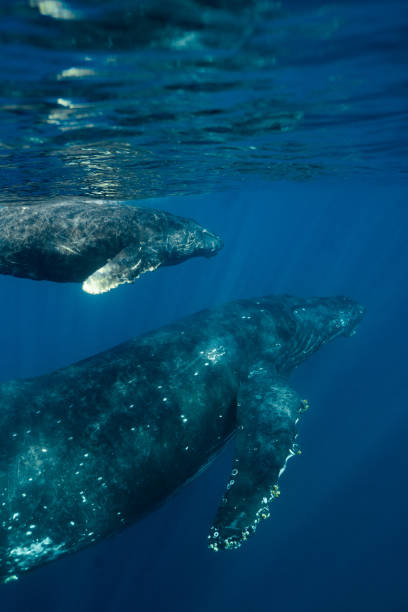 istock Maui Humpback Whales 1206481697