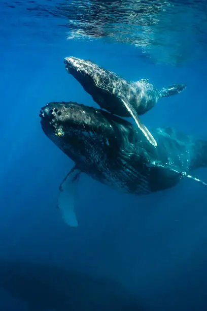 A beautiful day encountering mauis humpback whales.