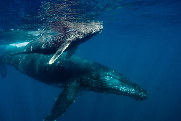 istock Maui Humpback Whales 1206481700
