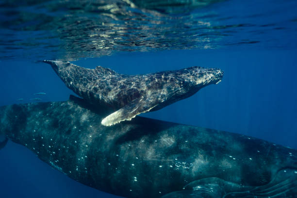 istock Maui Humpback Whales 1206482352