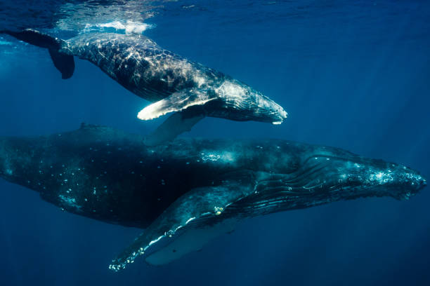 istock Maui Humpback Whales 1206482435