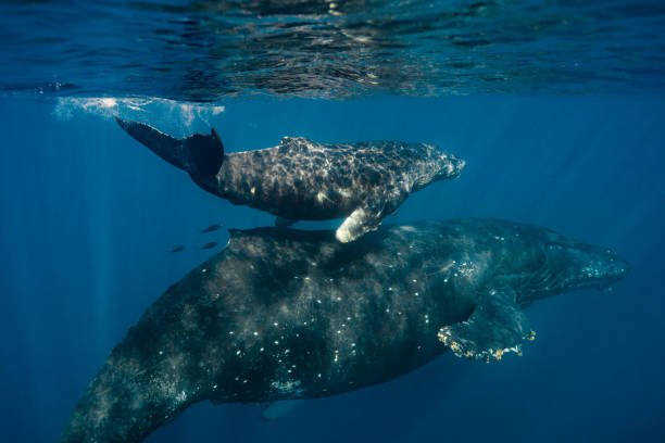 istock Maui Humpback Whales 1206482470