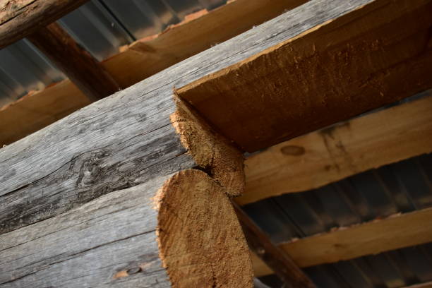 istock A stump with eyes construction debris and a log house with a roof 1206482517