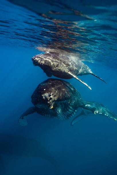 istock Maui Humpback Whales 1206482537