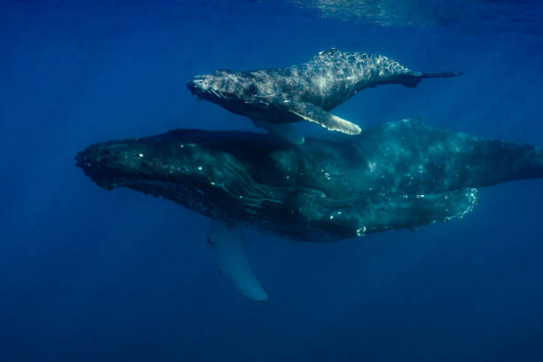 istock Maui Humpback Whales 1206482698