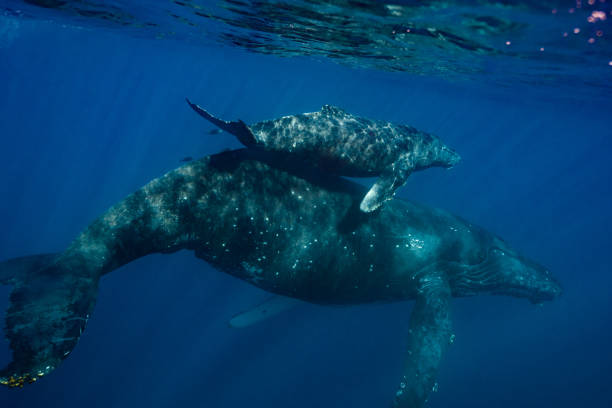 istock Maui Humpback Whales 1206482819