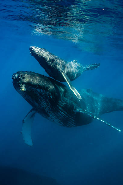 istock Maui Humpback Whales 1206482839