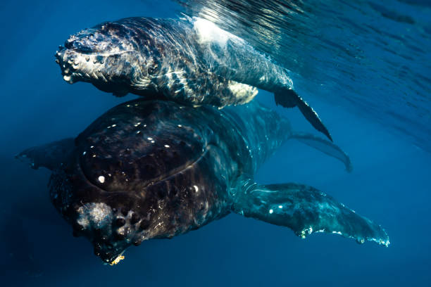 istock Maui Humpback Whales 1206482914