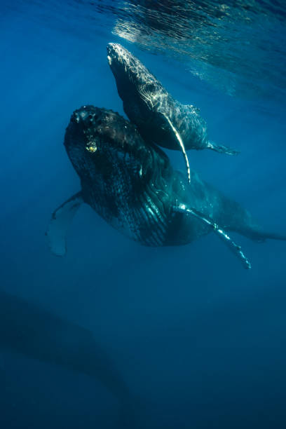 istock Maui Humpback Whales 1206482996