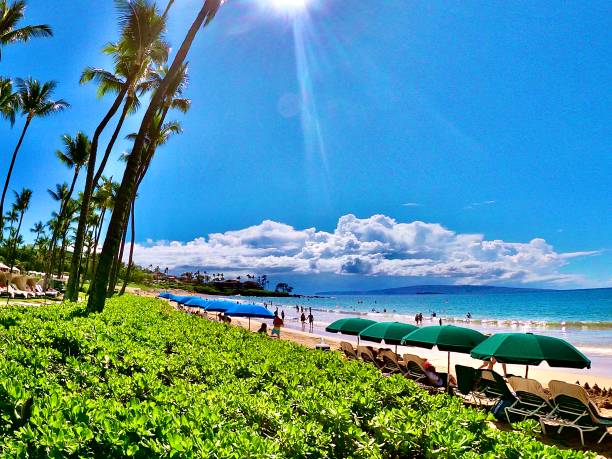 istock palms skies and beach chairs 1206483853