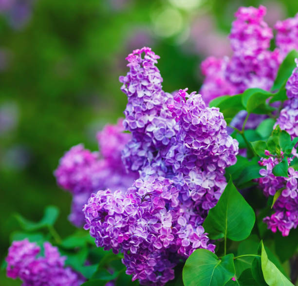 istock Blossoming purple lilacs 1206483898