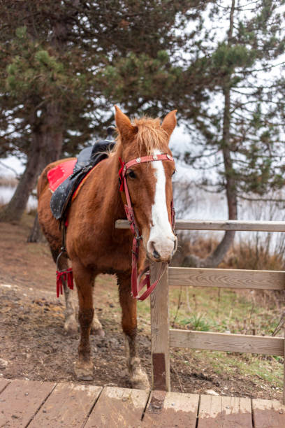 istock Beautiful horse on the lake 1206484157