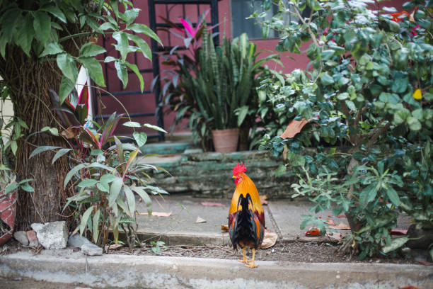 istock Small mexican village in Nayarit, Mexico, San Francisco 1206485588