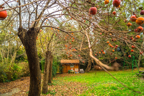 Garden with tree line and small cabin in winter