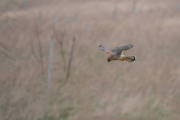 istock Female Kestrel Hovering in Mid Air 1206488532