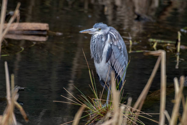 istock Grey Heron Standing in Water looking for Food 1206488556