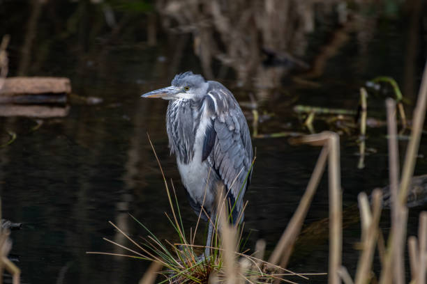 istock Grey Heron Standing in Water looking for Food 1206488576
