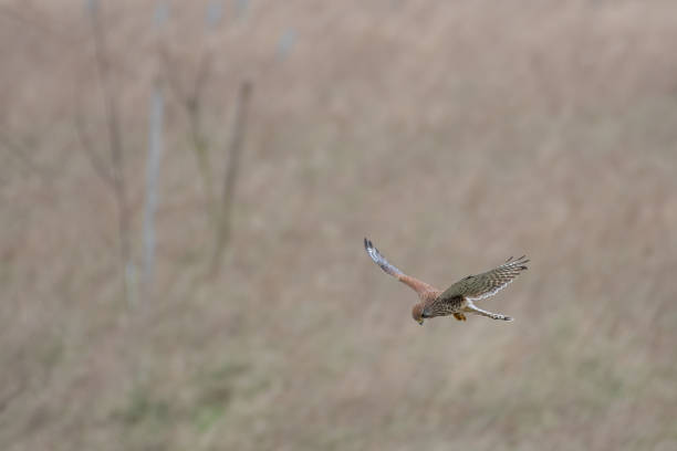 istock Female Kestrel Hovering in Mid Air 1206488583