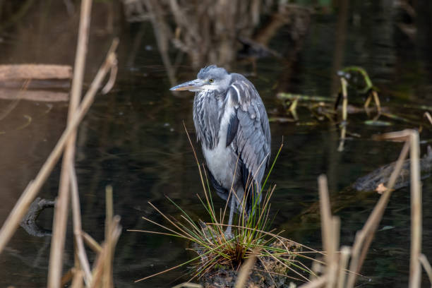 istock Grey Heron Standing in Water looking for Food 1206489214