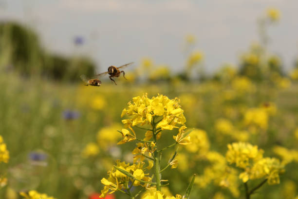 duas abelhas estão voando em direção a uma flor amarela de estupro de oleaginosa na primavera - grass shoulder rural scene road wildflower - fotografias e filmes do acervo
