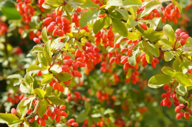 Shrub of berberis vulgaris or common barberry