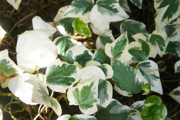 hedera algeriensis gloire de marengo algerian ivy white and green leaves - vertcal imagens e fotografias de stock