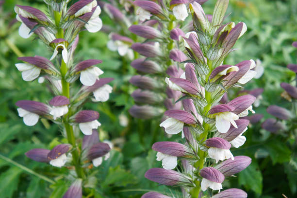 acanthus mollis u ostra planta púrpura y flores blancas - acanto fotografías e imágenes de stock