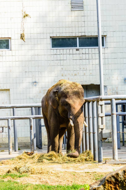 istock Asian or indian elephant in the corral 1206493492