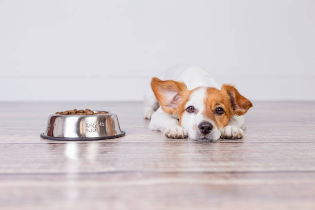 cute small dog waiting for meal or dinner the dog food. he is lying on the floor and looking at the camera. white background and pets indoors. stock photo