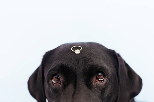istock black labrador dog with a weeding ring on his head. Wedding concept.Pets indoors 1206500208