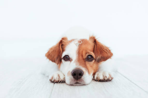 istock cute small dog with a weeding ring on his head. Wedding concept.Pets indoors 1206500249