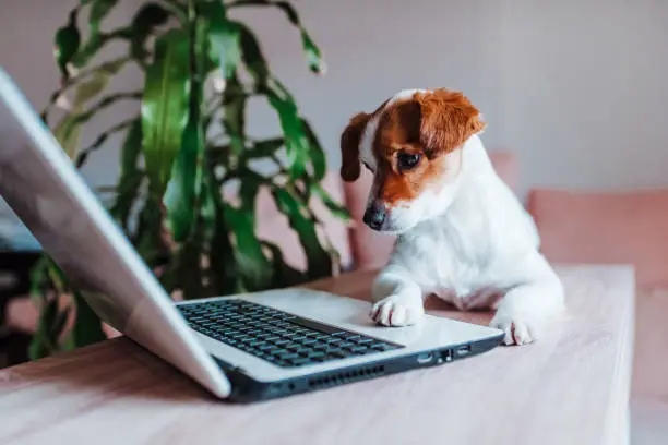 Photo of cute jack russell dog working on laptop at home. Technology concept