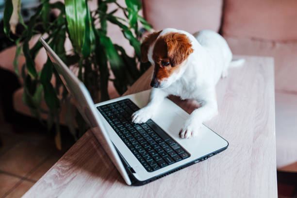 istock cute jack russell dog working on laptop at home. Technology concept 1206500266