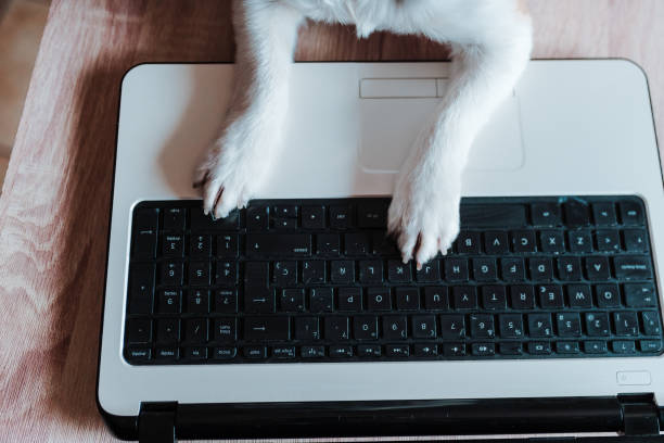 istock cute jack russell dog working on laptop at home. Technology concept 1206500274