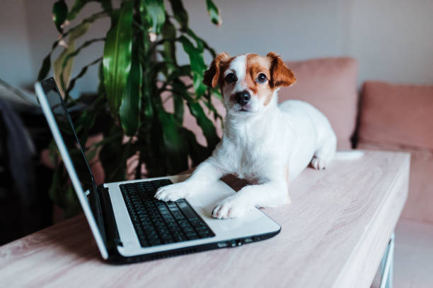 istock cute jack russell dog working on laptop at home. Technology concept 1206500278